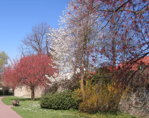 Wallanlagen in Soest, stop 2 on the self-guided walking tour