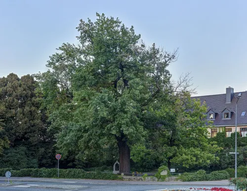 Luther Oak in Wittenberg, stop 7 on the self-guided walking tour