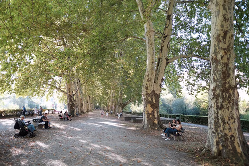 Platanenallee in Tübingen, Station 7 auf dem selbstgeführten Stadtrundgang
