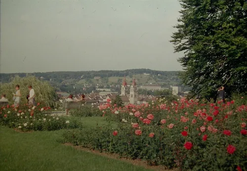 Rosengarten in Winterthur, stop 12 on the self-guided walking tour