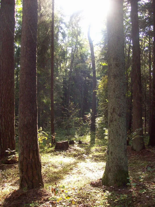 Dzintari Forest Park in Jurmala, stop 6 on the self-guided walking tour