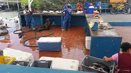 Mercado de Pescado de Santa Cruz a Puerto Ayora, tappa 1 della visita a piedi autoguidata